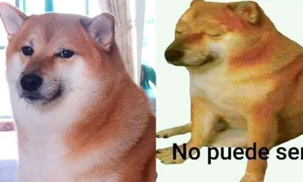 ‘Cheems’, el perrito viral, padece cáncer