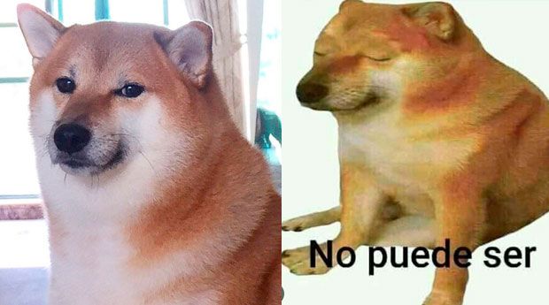 ‘Cheems’, el perrito viral, padece cáncer