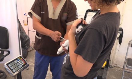 Habrá esta semana campaña de esterilización de mascotas en Saltillo