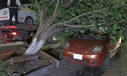 Se estrella contra un árbol; conductor dormitó al volante