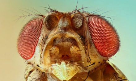Crean el primer animal modificado para reproducirse sin sexo