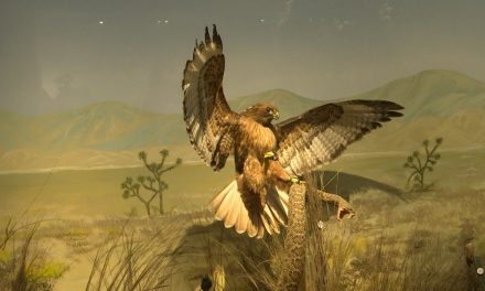 Busca Museo de las Aves niños guías