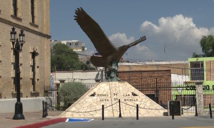 Invitan este verano al Museo de las Aves