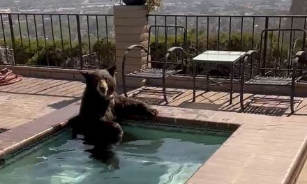 Oso decide pasar un rato de agusticidad en un jacuzzi en California