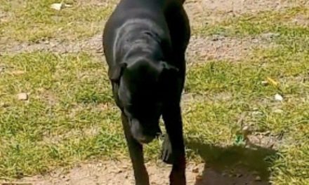 Niño es acusado por abusar de dos perritas en Puebla y autoridades dicen que son ‘cambios hormonales’