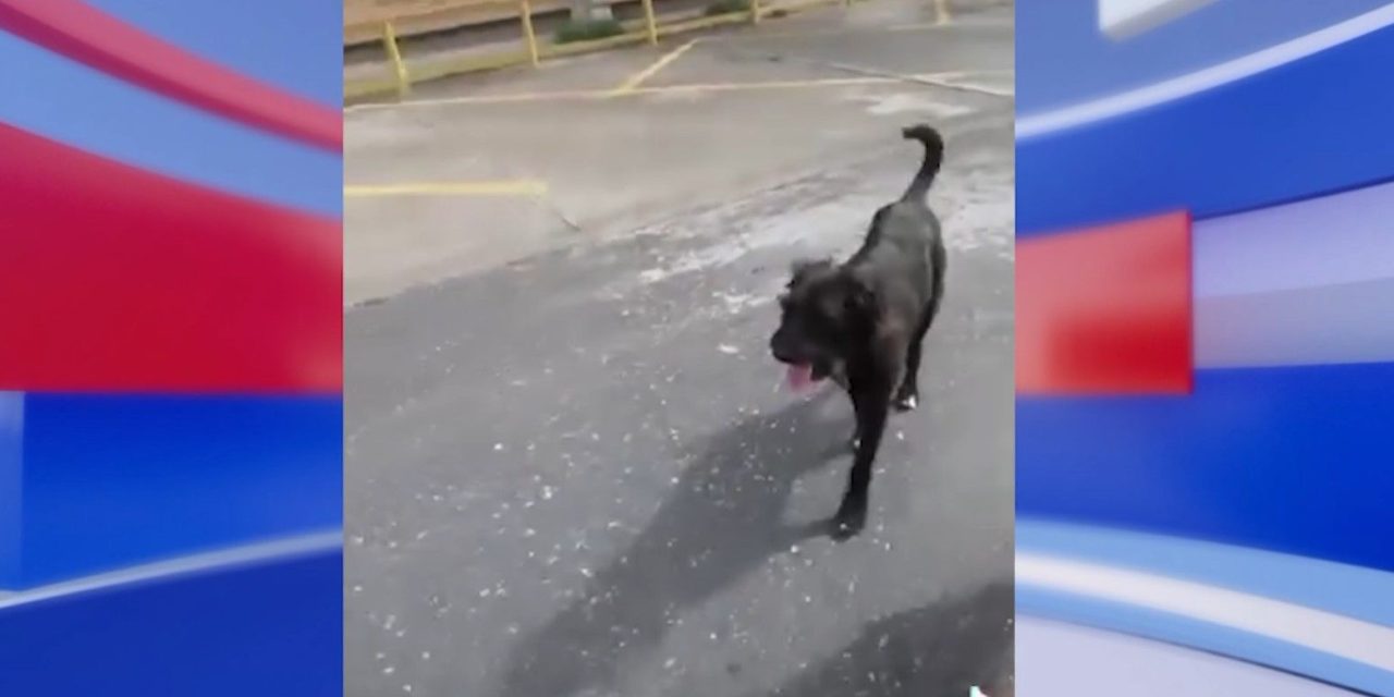 Logran salvar a perritos de la Narro