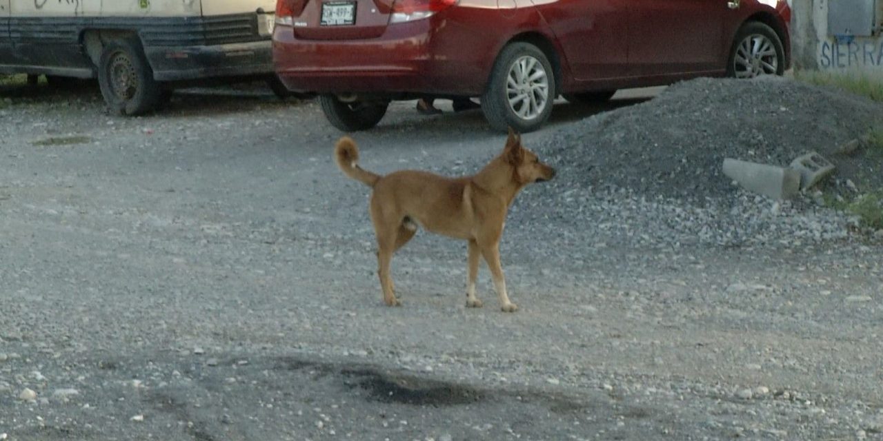Perros ferales representan peligro