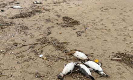 Encuentran 2 mil pingüinos muertos en costas de Uruguay