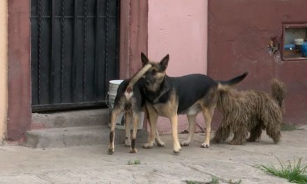 Así es cómo se puede prevenir la picadura de una garrapata