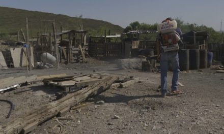 Acciones para prevenir la rickettsia es un trabajo continúo en Coahuila