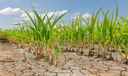 Sequía amenaza el campo de la región Centro