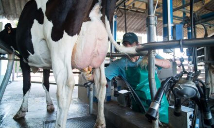 Impactan clima y sequía a la producción lechera en la Carbonífera