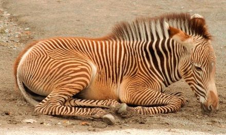 Zoológico de EEUU anuncia nacimiento de cebra de Gévy, especie en peligro de extinción