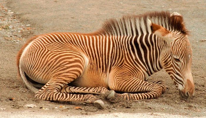 Zoológico de EEUU anuncia nacimiento de cebra de Gévy, especie en peligro de extinción