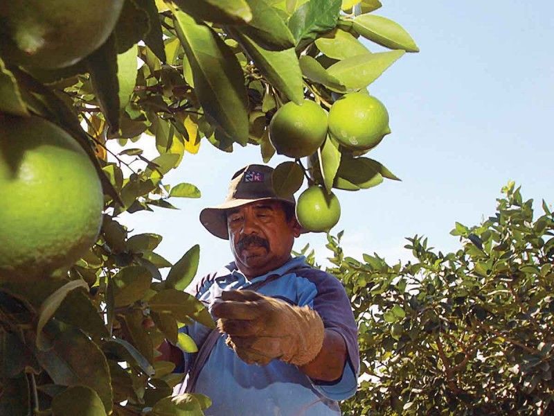 Aumenta el cobro de piso en el corte de limón en Michoacán