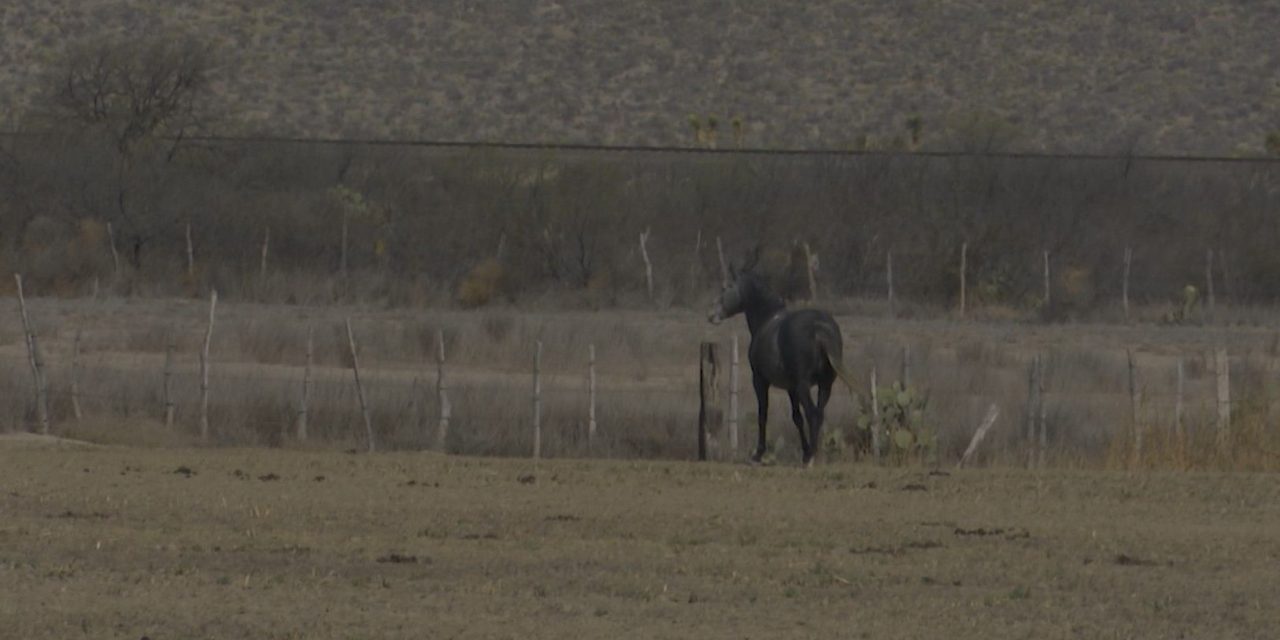 Continúa desazolve de abrevaderos en Saltillo en espera de las lluvias