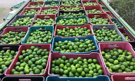 Productores de limón pagan hasta 100 millones de pesos por derecho de piso a delincuentes