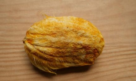 ¿No tienes espacio ni recursos para una mascota? La moda en China es cuidar huesos de mango