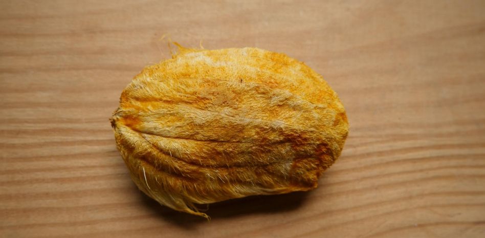¿No tienes espacio ni recursos para una mascota? La moda en China es cuidar huesos de mango