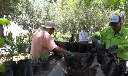 Se producen árboles y plantas en el vivero municipal para reforestaciones
