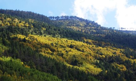 Explora Arteaga exitoso modelo de reforestación
