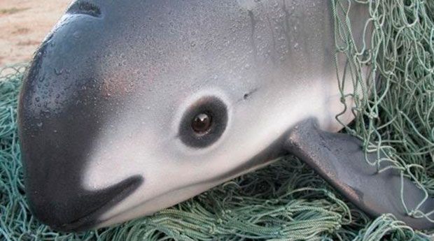 Avalan ONG’s y científicos ‘Alerta de Extinción’ para la vaquita marina en México