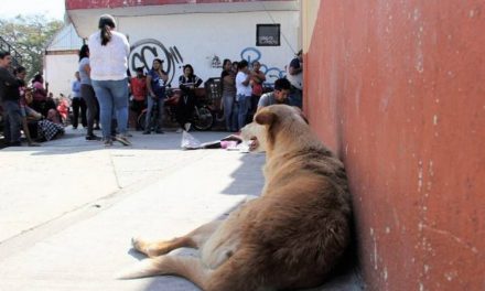 Vigilan que garrapatas no entren a escuelas de Monclova