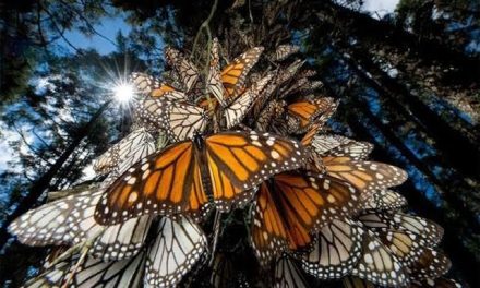 Alistan Acuña para recibir a mariposas monarca