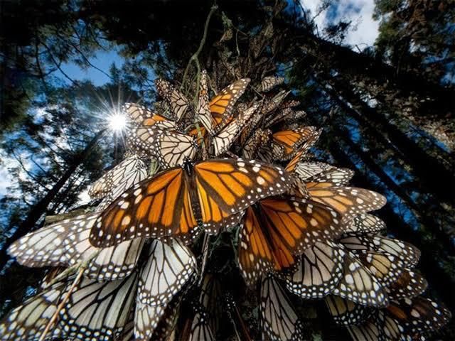 Alistan Acuña para recibir a mariposas monarca
