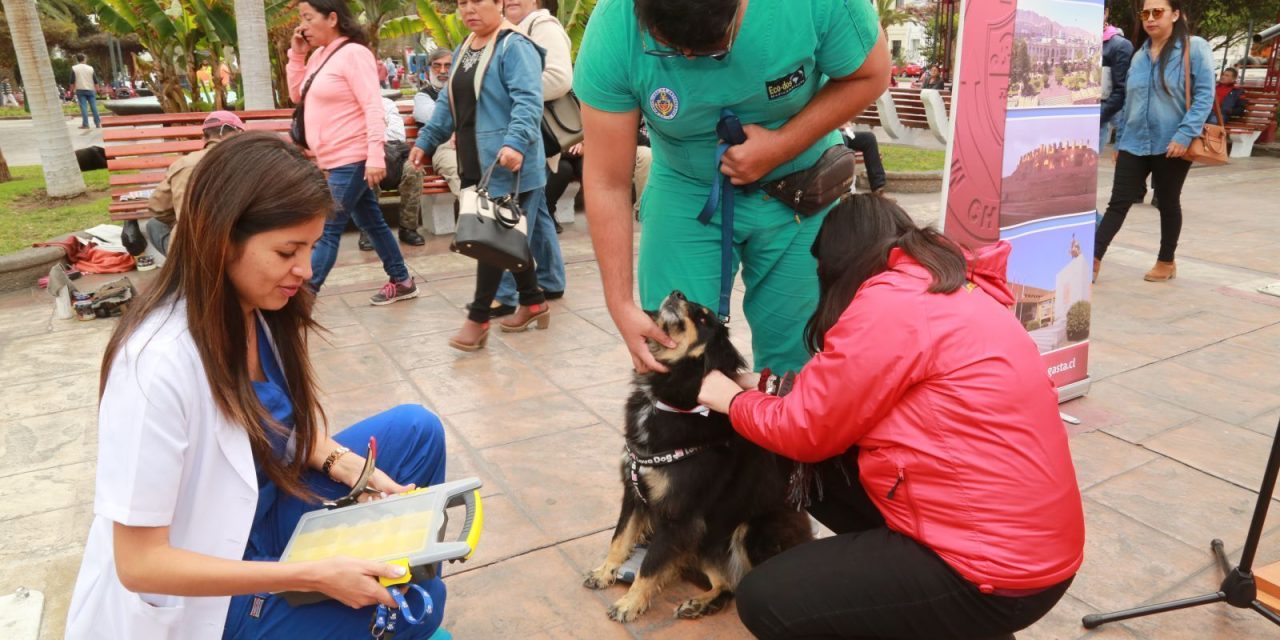 Concluyen agosto con más de 400 esterilizaciones en Torreón