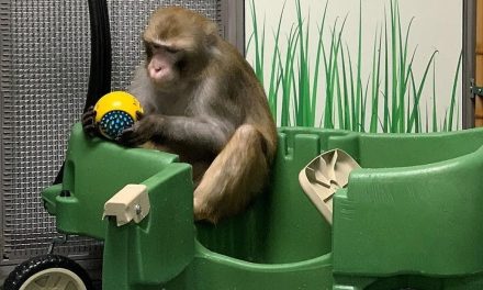 Denuncian muerte de monos en ensayos de chips cerebrales de Elon Musk