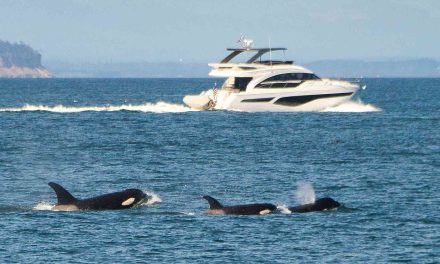 Orcas no atacan a barcos, juegan por moda