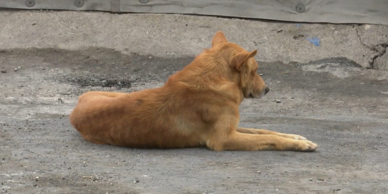Realizarán campaña intensiva de desparasitación de mascotas a partir de la próxima semana