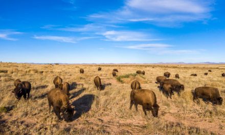 Reserva natural El Carmen: Santuario de biodiversidad en el noroeste de Coahuila