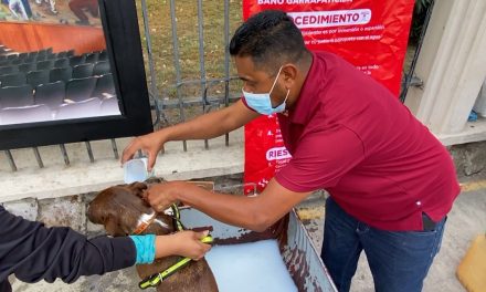 Arranca campaña masiva contra las garrapatas en Saltillo