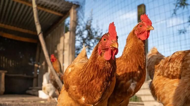Usan inteligencia artificial para traducir cacareo de gallinas
