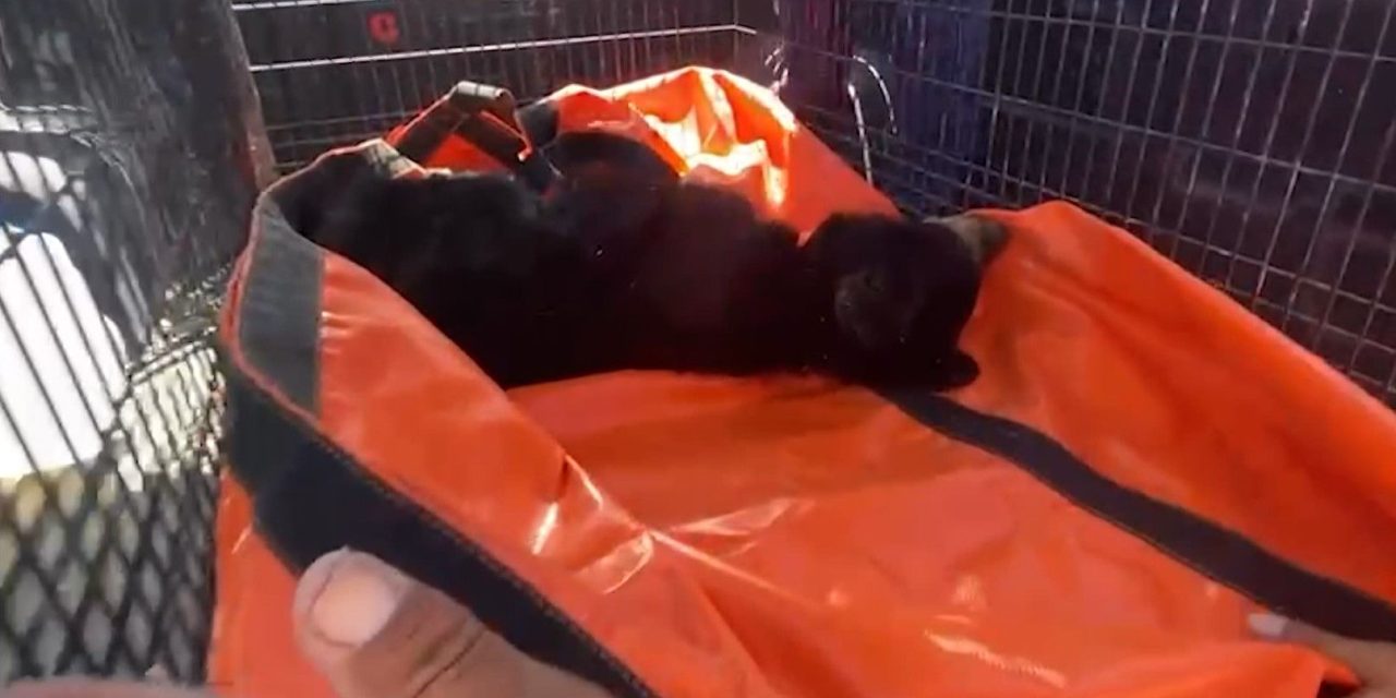 Capturan a hermoso osezno en Saltillo