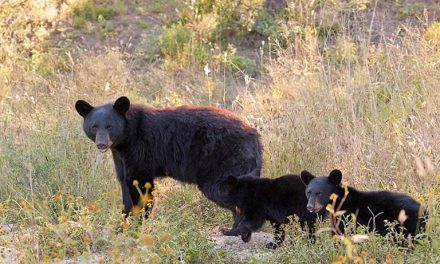 Osos se encuentran en resguardo; 4 ejemplares serán devueltos a la Sierra