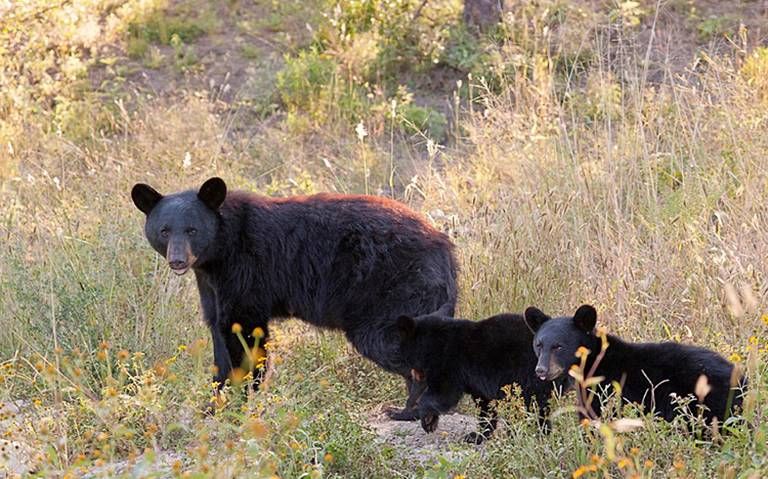 Osos se encuentran en resguardo; 4 ejemplares serán devueltos a la Sierra