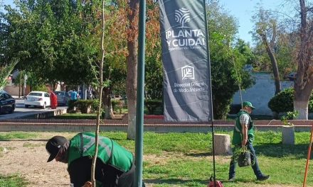 Reforestan con 130 árboles la Plaza del Eco y escuelas de Torreón