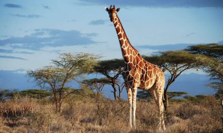 Animales temen más a las voces humanas que a los leones