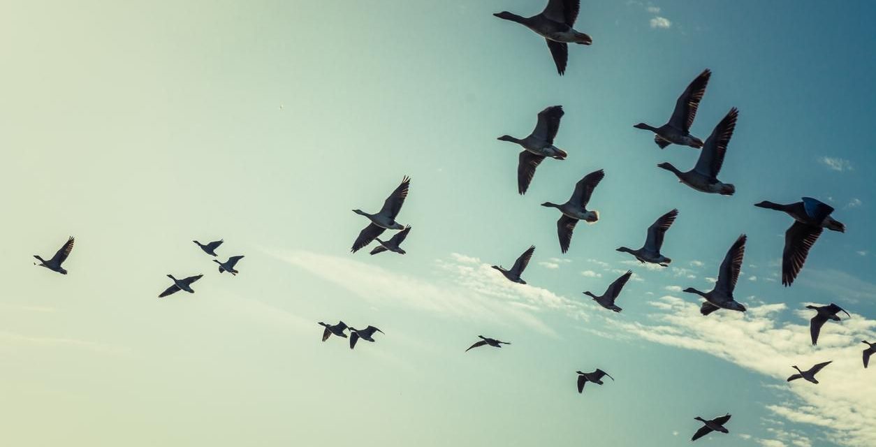 Invitan al Séptimo Festival de aves migratorias