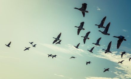 Invitan al Séptimo Festival de aves migratorias