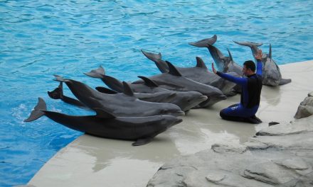 Senado prohibirá delfines y focas en espectáculos de entretenimiento