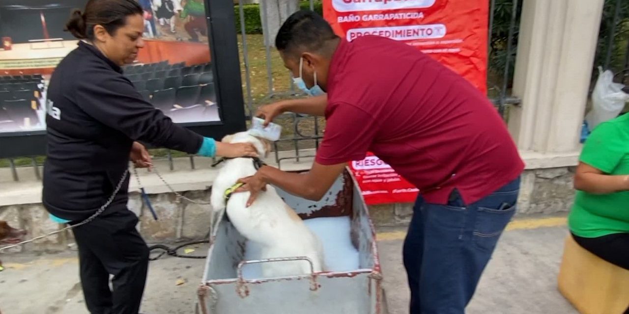 Saltillo: Campaña contra las garrapatas llega a Mirasierra y Teresitas este jueves y viernes