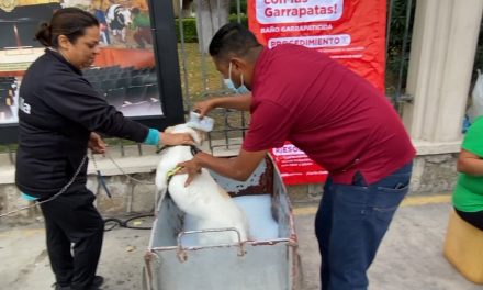 Saltillo: Campaña contra las garrapatas llega a Mirasierra y Teresitas este jueves y viernes