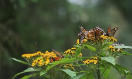 Mariposas Monarca pasan por Coahuila