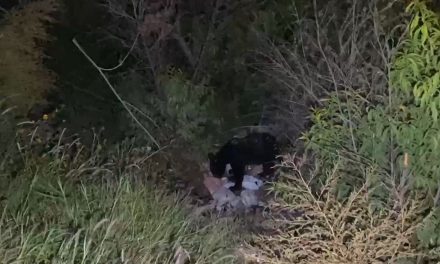 Avistamiento de oso en colonia Herradura de Saltillo sorprende a los vecinos