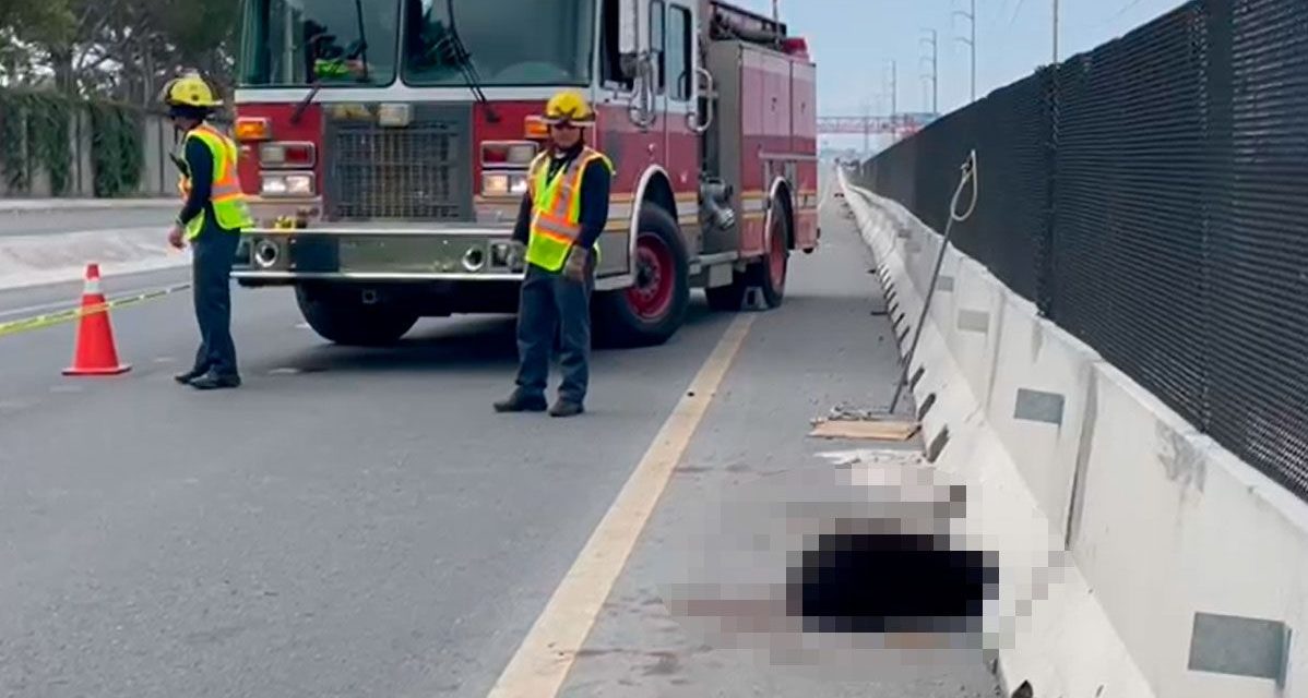 Osezno resulta herido tras ser atropellado en la carretera a Zacatecas