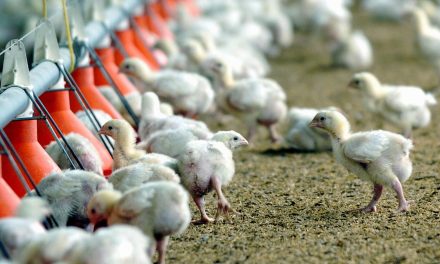 Científicos crean pollos resistentes a la gripe aviar